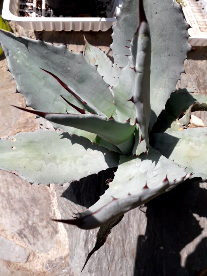 Agave ovatifolia - Page 2 20190984