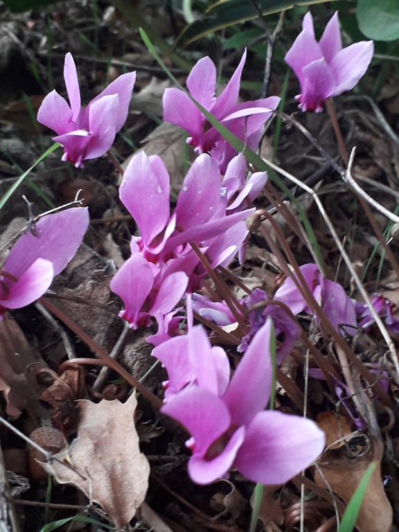 Cyclamen hederifolia = neopolitanum - cyclamen de Naples 20191104