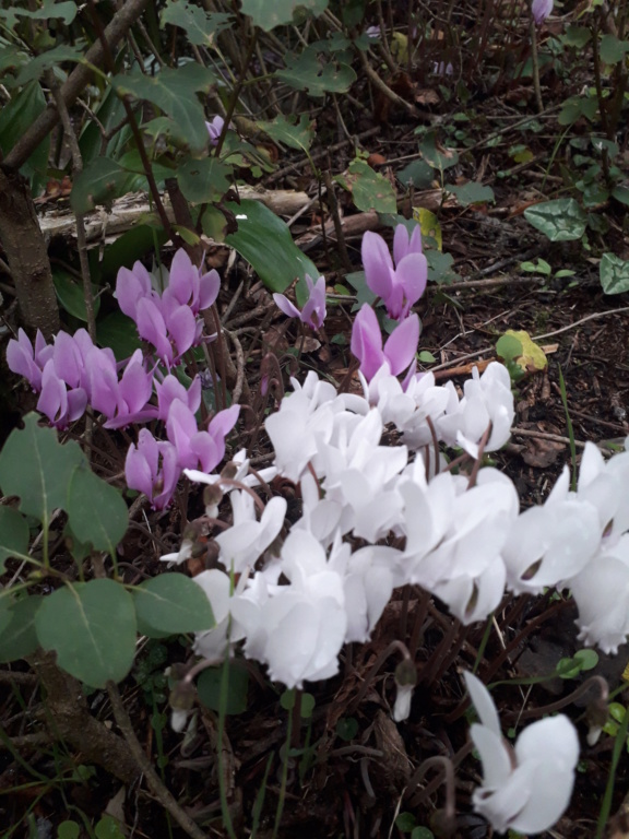 Cyclamen hederifolia = neopolitanum - cyclamen de Naples 20191106