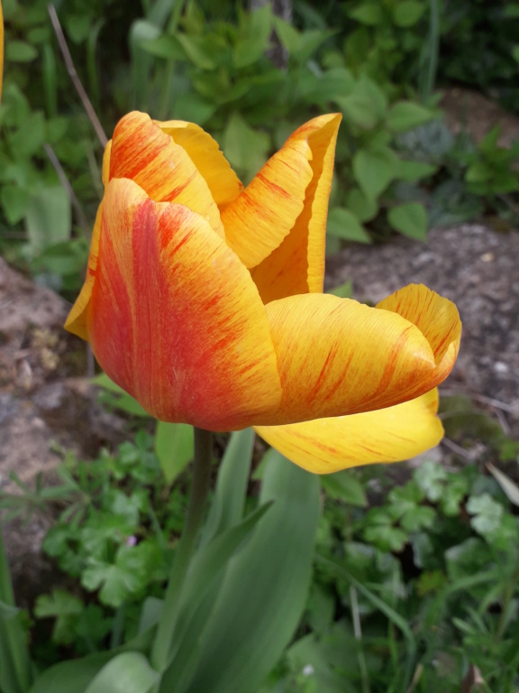 les prémices de la saison - tulipes botaniques 20210442