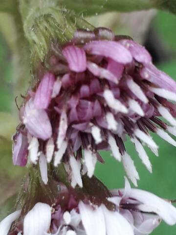 Petasites pyrenaicus (= Petasites fragrans) - héliotrope d'hiver - Page 2 15780912