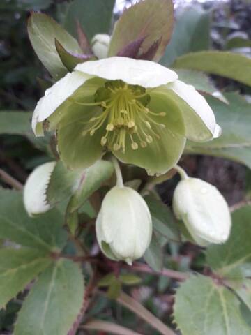 helleborus argutifolius - Helleborus argutifolius - hellébore de Corse 15797812