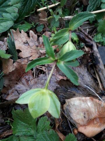 Helleborus viridis - hellébore vert 15797815