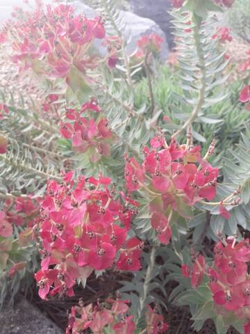 Euphorbia rigida - euphorbe rigide - Page 4 20190716