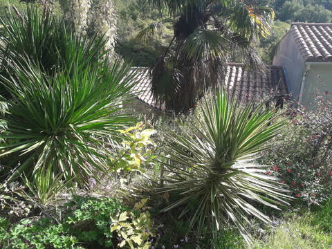 Yucca aloifolia - Page 3 20191154