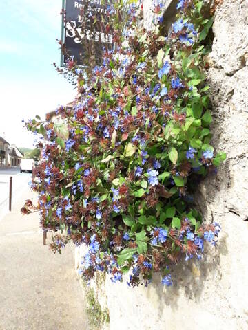 flore des vieux murs, rochers  et rocailles naturelles - Page 7 20191161