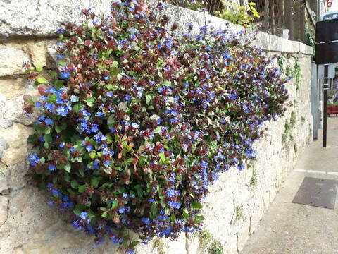 flore des vieux murs, rochers  et rocailles naturelles - Page 7 20191162