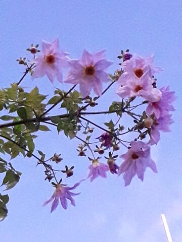 Dahlia imperialis - Page 9 20191244