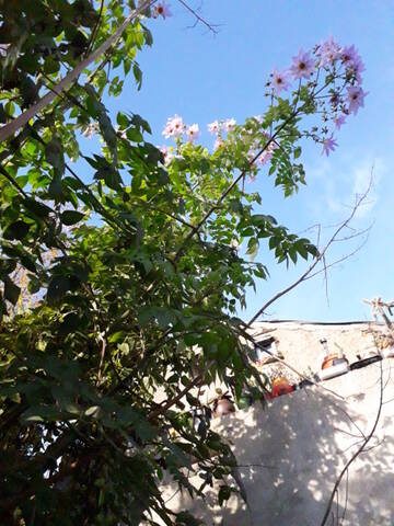 Dahlia imperialis - Page 9 20191248
