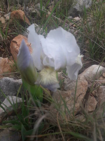 Iris lutescens - iris des garrigues, iris jaunâtre - Page 2 20200317