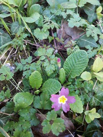 Primula vulgaris - primevère commune, primevère acaule - Page 2 20200325