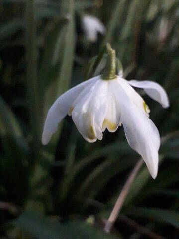 Galanthus nivalis - perce-neige 20200341
