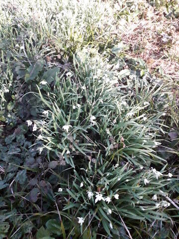 Galanthus nivalis - perce-neige 20200342
