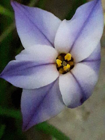 Ipheion uniflorum (= Tristagma uniflorum) - Page 2 20200381