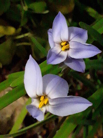 Ipheion uniflorum (= Tristagma uniflorum) - Page 2 20200385