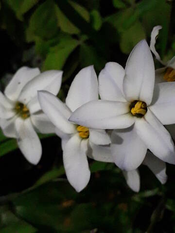 Ipheion uniflorum (= Tristagma uniflorum) - Page 2 20200386