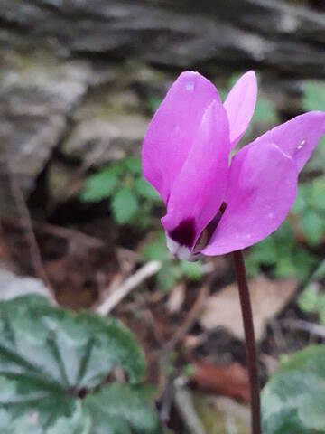 Cyclamen pseudibericum 20200388