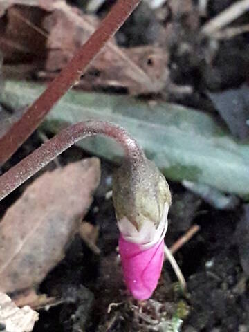 Cyclamen pseudibericum 20200390