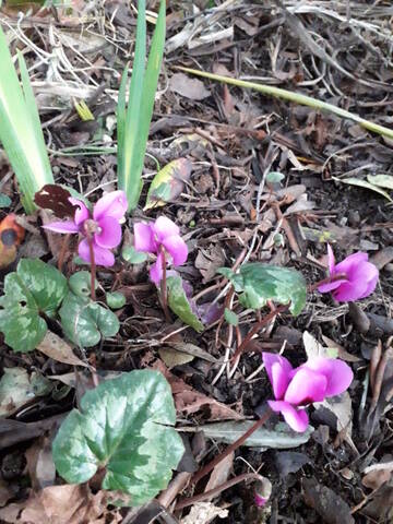 Cyclamen pseudibericum 20200391