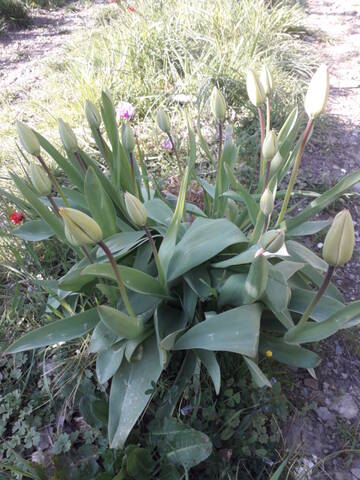 les prémices de la saison - tulipes botaniques 20200558