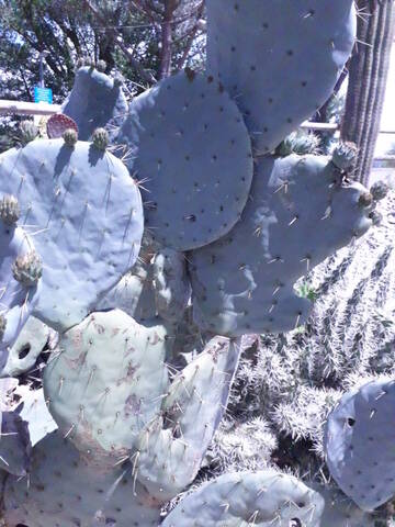 Opuntia robusta 20200737