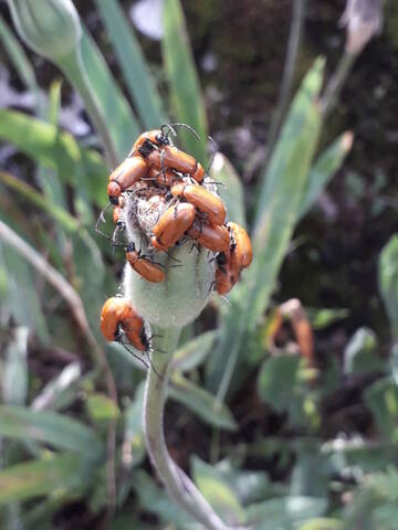 Urospermum dalechampii - urosperme de Daléchamps 20200747