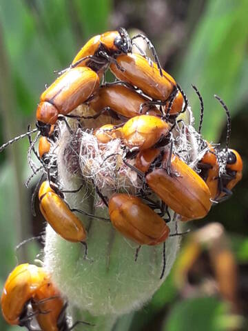 Urospermum dalechampii - urosperme de Daléchamps 20200748