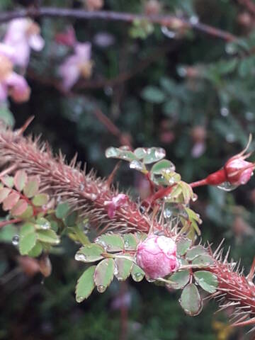 Rosa spinosissima  (= Rosa pimpinellifolia) 20200761