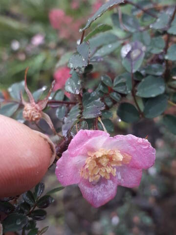 Rosa spinosissima  (= Rosa pimpinellifolia) 20200765