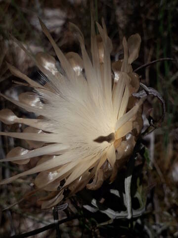 carthamus - Carthamus lanatus - carthame laineux 20200902