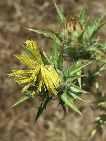 Carthamus lanatus - carthame laineux 20200903