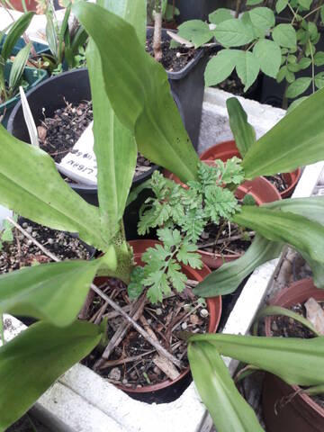 Eucomis bicolor  20200913