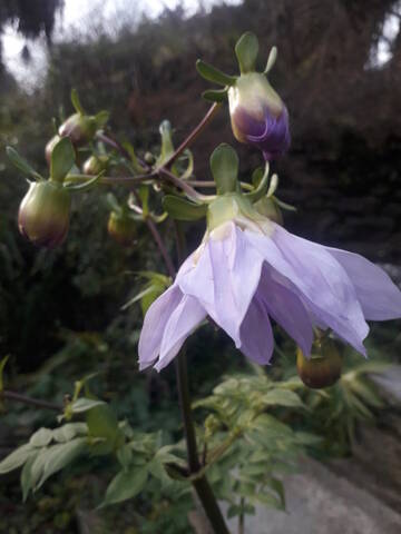 Dahlia imperialis - Page 10 20201216