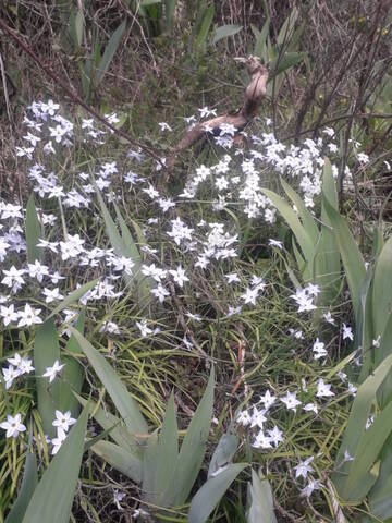 Ipheion uniflorum (= Tristagma uniflorum) - Page 2 20210322