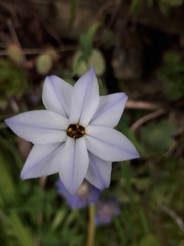 Ipheion uniflorum (= Tristagma uniflorum) - Page 2 20210420