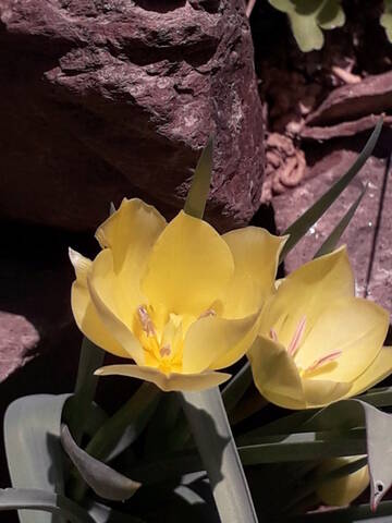 les prémices de la saison - tulipes botaniques 20210423