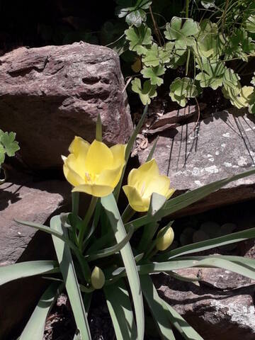les prémices de la saison - tulipes botaniques 20210424
