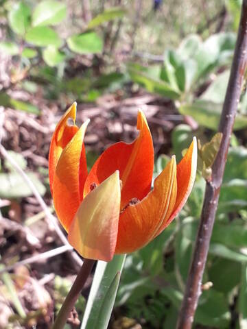 les prémices de la saison - tulipes botaniques 20210429