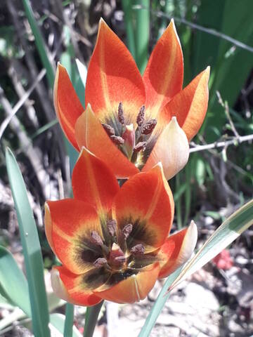 les prémices de la saison - tulipes botaniques 20210430
