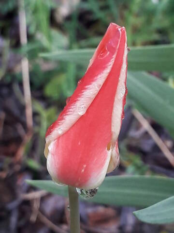 les prémices de la saison - tulipes botaniques 20210432