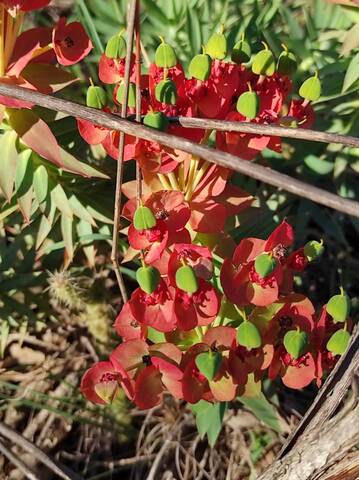 rigida - Euphorbia rigida - euphorbe rigide - Page 4 Img_2110