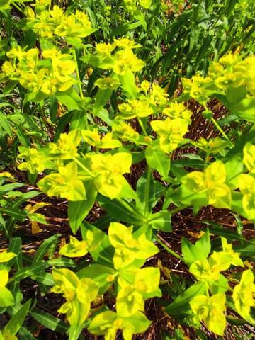 Euphorbia ceratocarpa Img_2118