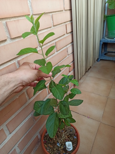 Manzano de semilla Img_2017