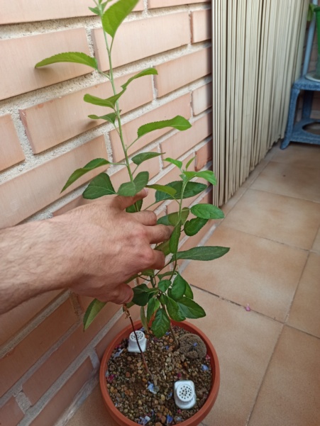 Manzano de semilla Img_2018