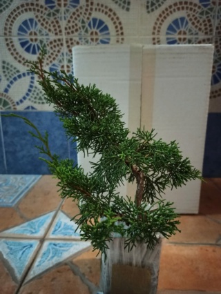 Plantón de Juniperus chinensis var Itoigawa  Whatsa19