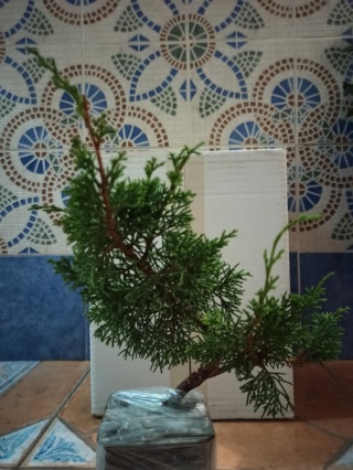 Plantón de Juniperus chinensis var Itoigawa  Whatsa20
