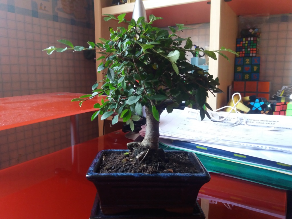 mi primer bonsai es un olmo  20190613