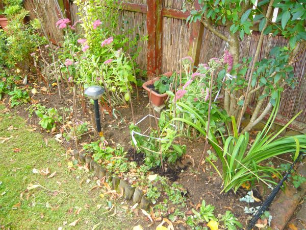 Photos of our gardens. P1120732