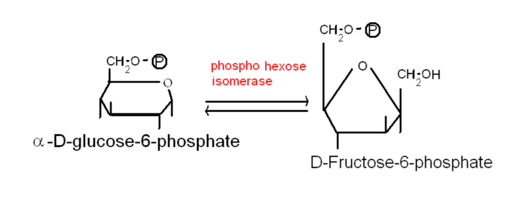 Glycolyse: synthèse de D-fructose-6-phosphate Annota12