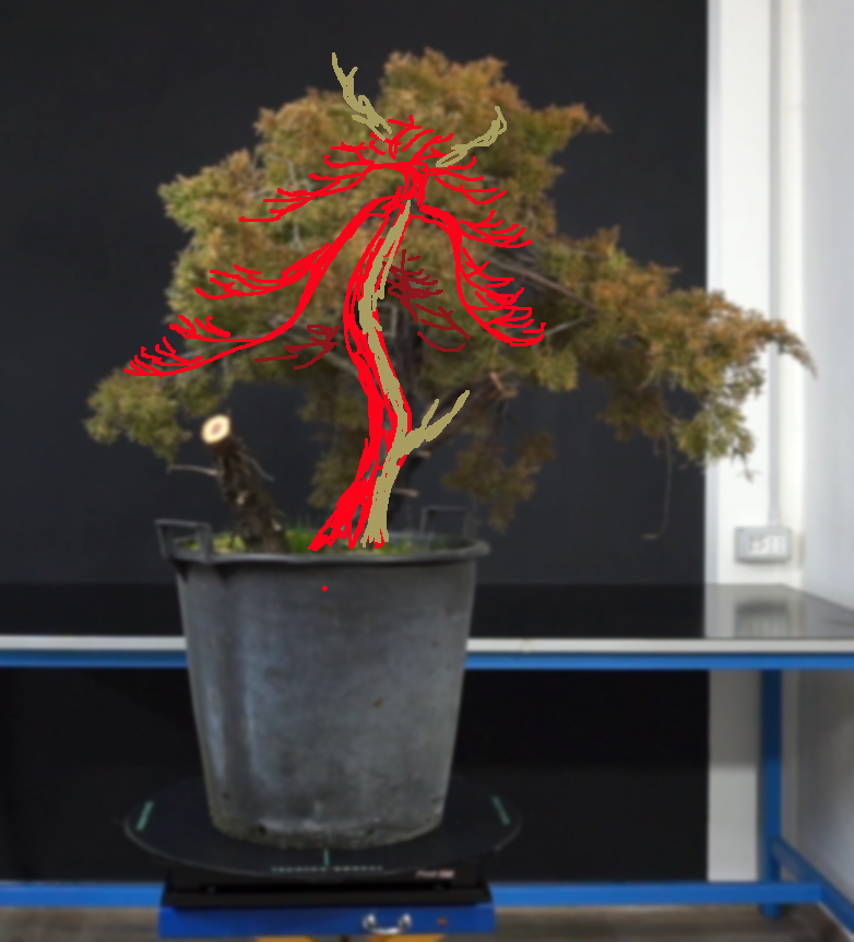 Juniperus Chinensis - Svuotamento Tronco Vr10
